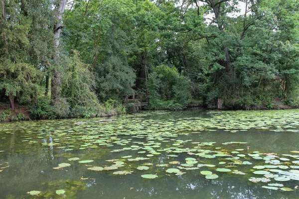 Sarı nilüferler park gölet — Stok fotoğraf