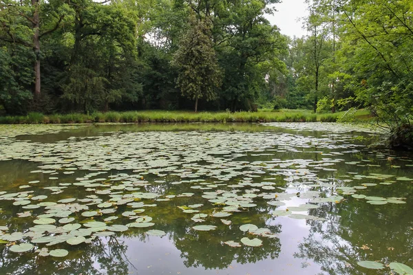 Sarı nilüferler park gölet — Stok fotoğraf