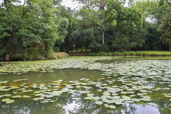 Sarı nilüferler park gölet — Stok fotoğraf