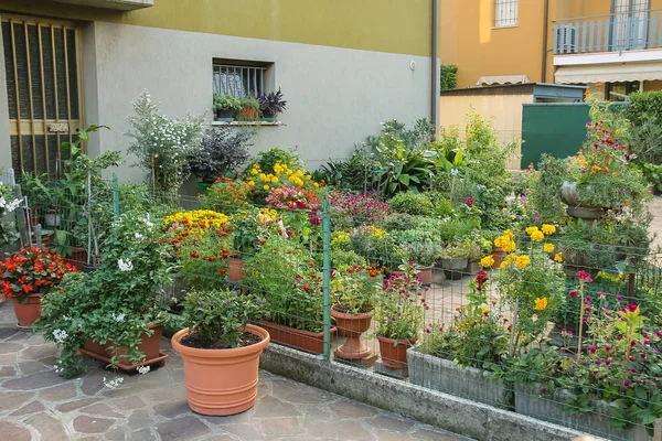 Pequeño jardín ornamental con macetas cerca de la casa — Foto de Stock