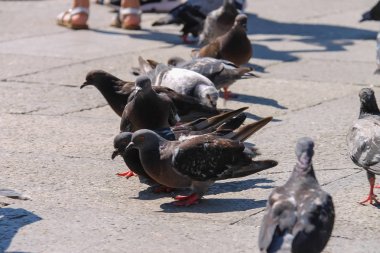 Güvercinler üzerinde ünlü Meydanı na Venedik, İtalya