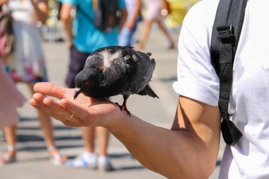 Vic ünlü San Marco meydanında el gıdalardan güvercin gagalar