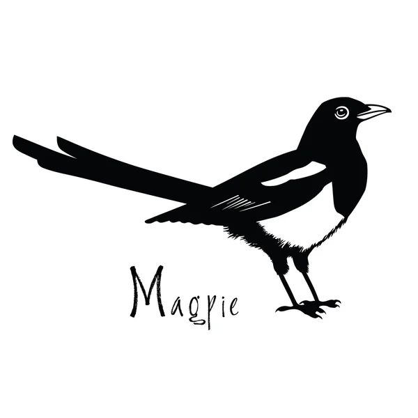 Coleção de pássaros Magpie Vetor preto e branco — Vetor de Stock