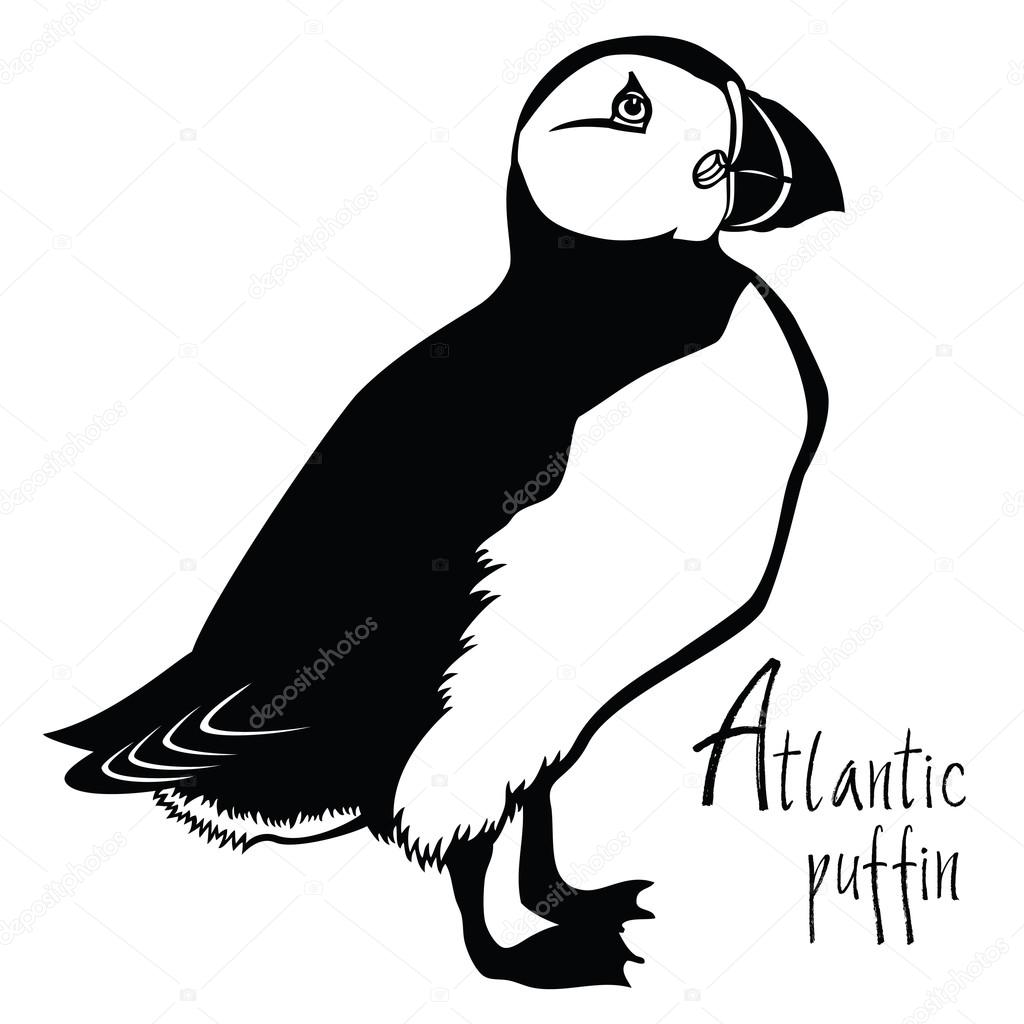 Birds collection Atlantic puffin Black and white vector