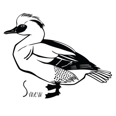 Kuşlar koleksiyonu Smew siyah ve beyaz vektör