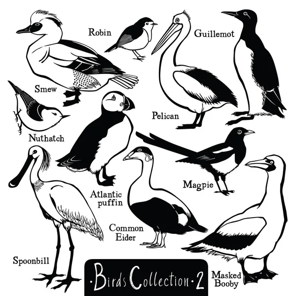 Vogels collectie vogels silhouetten vectorobjecten geïsoleerde deel — Stockvector