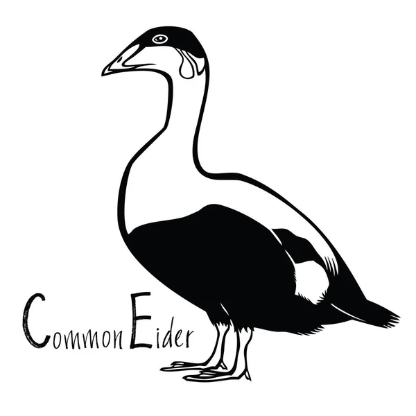 Birds collection Common Eider  Black and white vector — Stock Vector