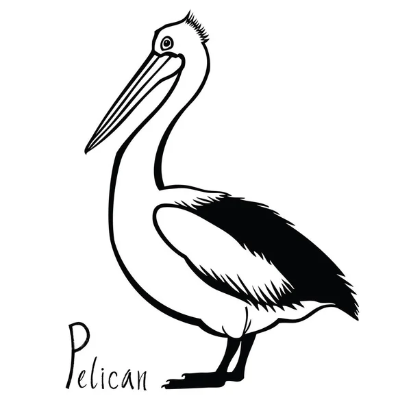 Birds collection Pelican Black and white vector — Stock Vector