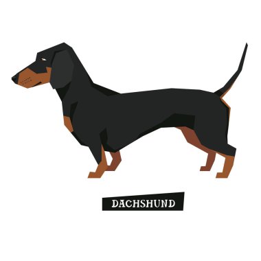 Koleksiyon Dachshund Köpek