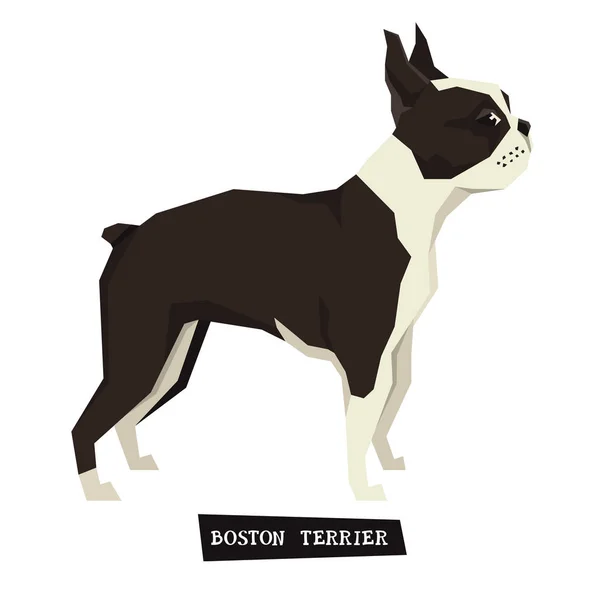 Dog collection Boston Terrier Geometric style — Stock Vector
