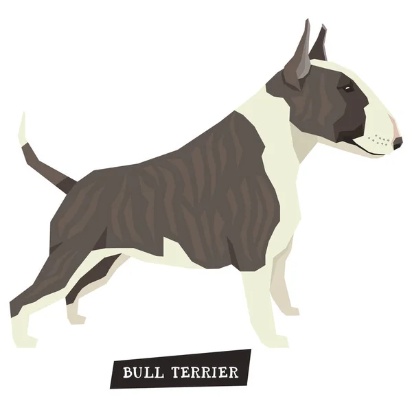 Dog collection Bull Terrier Brindle and White color — Stock Vector