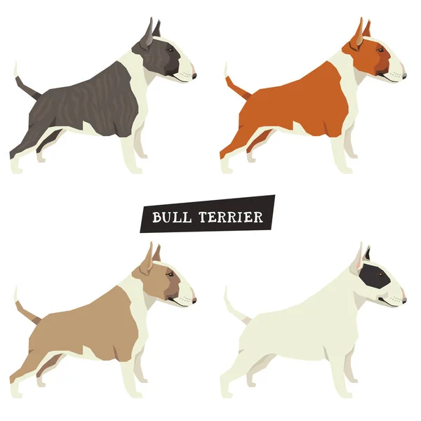 คอลเลกชันสุนัข Bull Terrier ชุดของวัตถุสี่ชิ้น — ภาพเวกเตอร์สต็อก