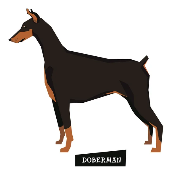 Dog collection Doberman Geometric style — Stock Vector