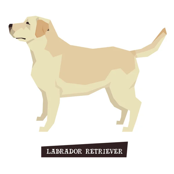 Colección perro Labrador Retriever — Archivo Imágenes Vectoriales