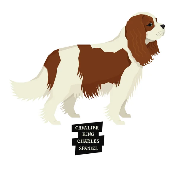 Hundesammlung cavalier king charles spaniel geometrischer stil — Stockvektor