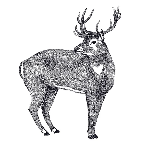 鹿スケッチ スタイル手の図面 — ストックベクタ