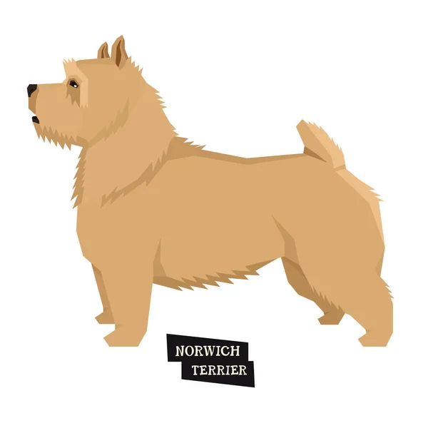 Colección perros Norwich Terrier Estilo geométrico — Archivo Imágenes Vectoriales