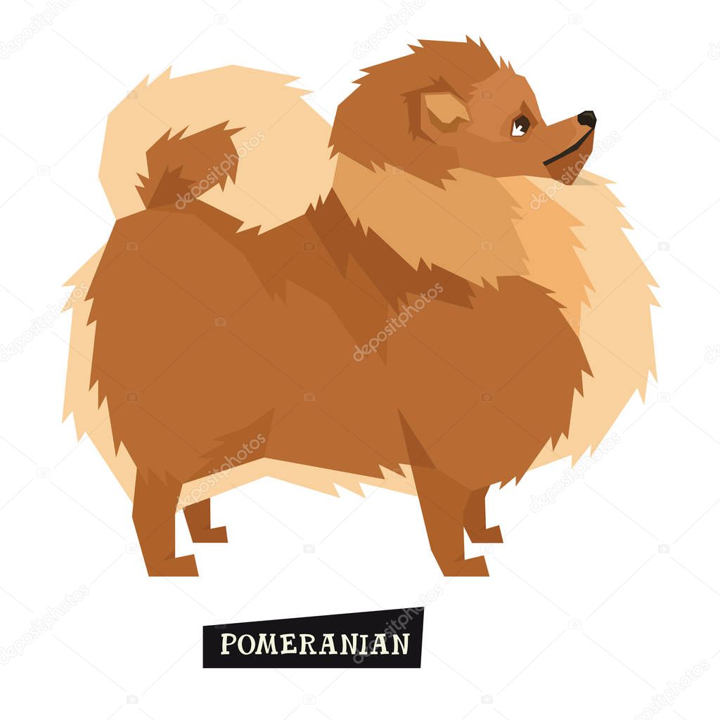Dog collection Pomeranian Geometric style Isolated