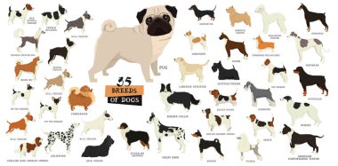 Doğurmak-in köpek izole nesneleri