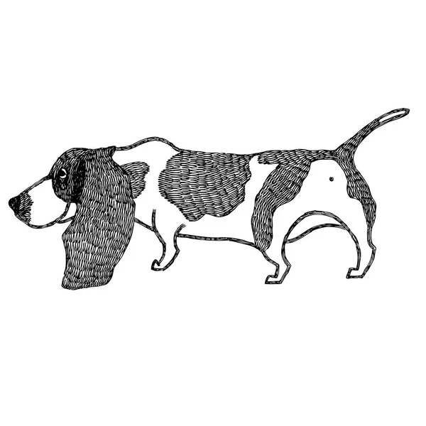 Basset Hound Disegno a mano oggetto isolato — Vettoriale Stock