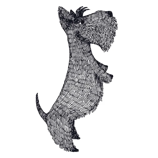 Scozzese Terrier mano disegno oggetto isolato — Vettoriale Stock
