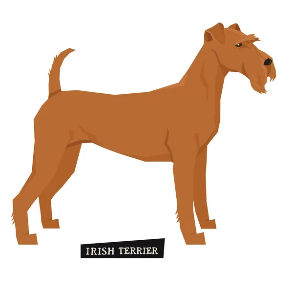 Collezione cane Irish Terrier Stile geometrico Oggetto isolato — Vettoriale Stock