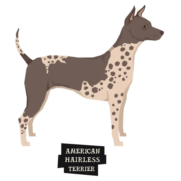 Colección perros American Hairless Terrier Estilo geométrico Aislamiento — Archivo Imágenes Vectoriales