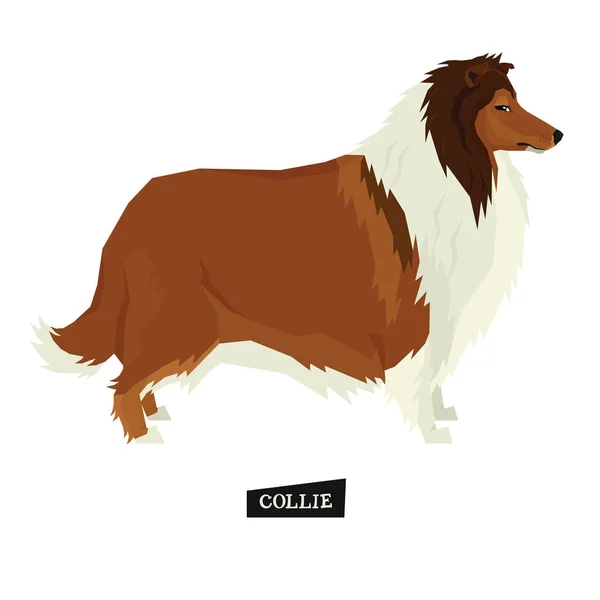 Hund Collie hund geometriska stil isolerade mängdobjekt — Stock vektor