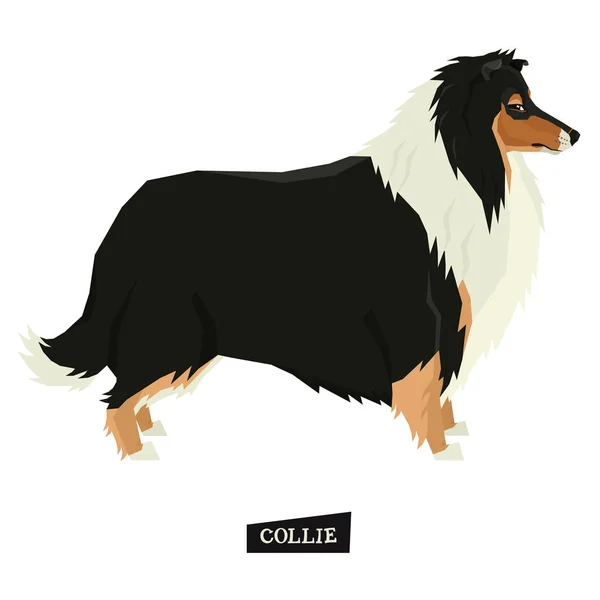 Hund Sammlung Collie geometrischen Stil isolierten Objekt — Stockvektor