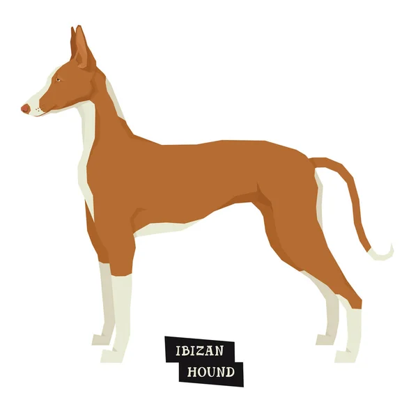 Hund sammlung ibizan hound geometrischer stil isoliertes objekt — Stockvektor