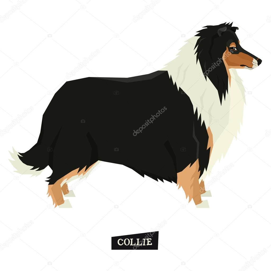 Dog collection Collie Geometric style Isolated object