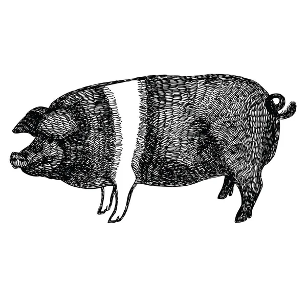 British Saddleback pig Ilustración vectorial Estilo de boceto Dibujado a mano — Vector de stock