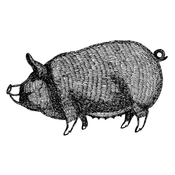 Berkshire Pig Vektor Illustration Skizze Stil handgezeichnet — Stockvektor