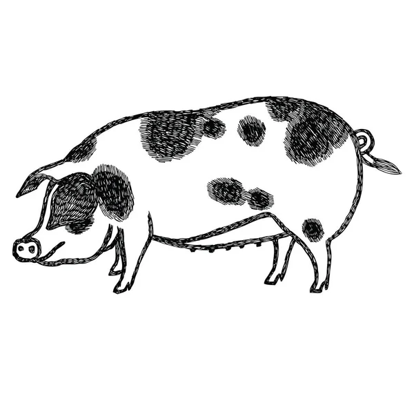 Gloucestershire Old Spots Pig Ilustración vectorial Estilo boceto Dibujado a mano — Vector de stock