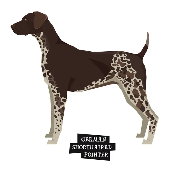 Colección perro puntero corto alemán Estilo geométrico Objeto aislado — Archivo Imágenes Vectoriales