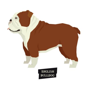 Köpek toplama İngilizce bulldog geometrik tarzı yalıtılmış nesne