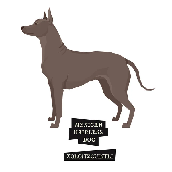 Dog collection Xoloitzcuintli Geometric style Isolated object — Stock Vector