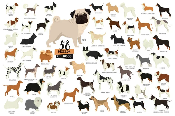 58 Razas de perros Objetos aislados Ilustraciones de stock libres de derechos