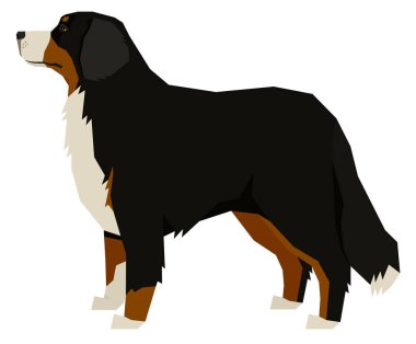 Köpek Yetiştirir Vektör illüstrasyonu Bernese Dağ Köpeği tecrit edilmiş obj