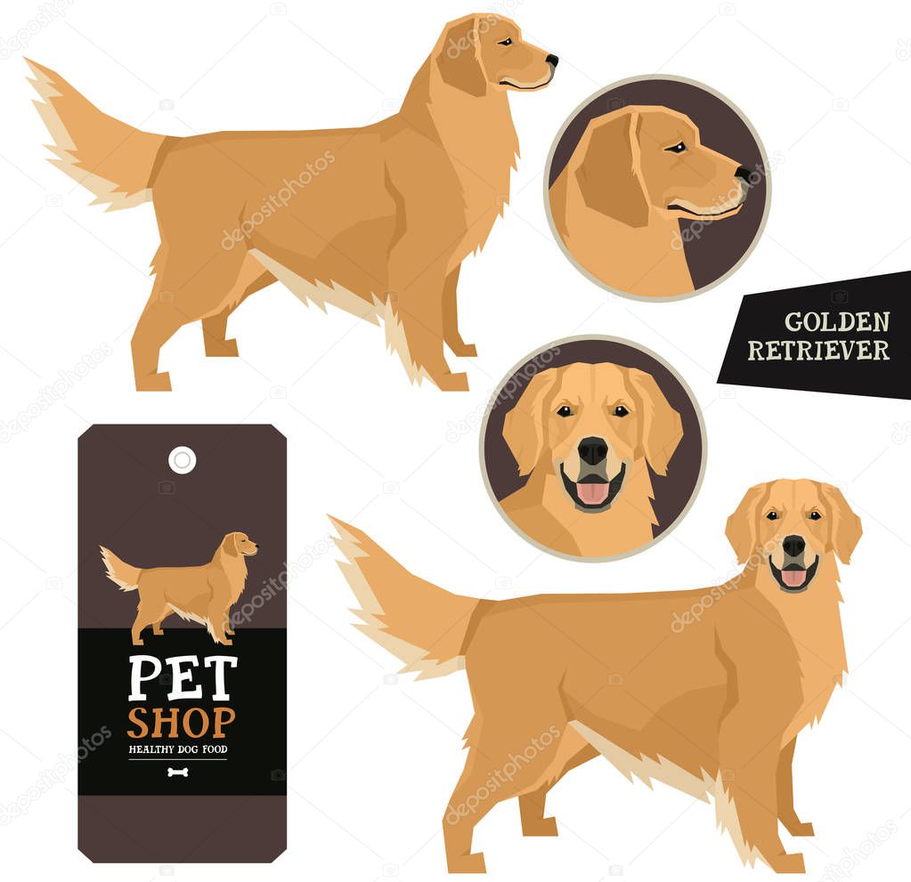 Dog Breeds set Vector illustration Golden Retriever Isolated obj