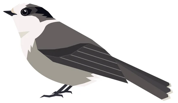 Wild birds Canada gris jay Ilustración vectorial Objeto aislado — Archivo Imágenes Vectoriales