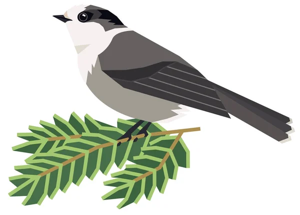 Oiseaux sauvages Geai gris du Canada Illustration vectorielle d'un oiseau assis — Image vectorielle