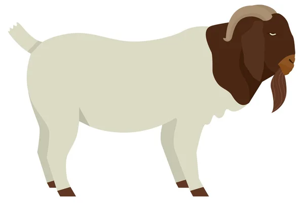 Farming today Boer goat Buck Vector illustration Isolated object — Stock Vector