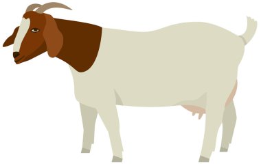 Çiftçilik seti Dişi Boer Keçileri Vektör çizimi izole edilmiş objec