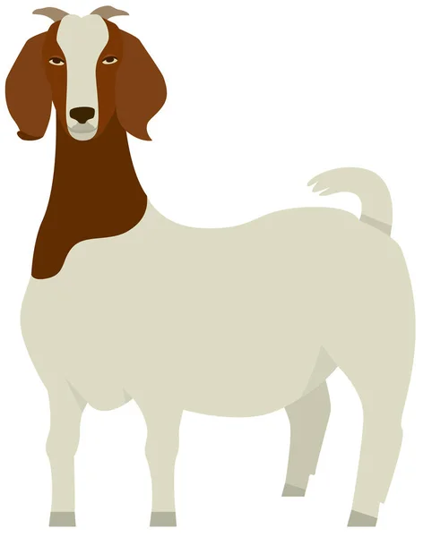Сельское хозяйство набор Boer Goat Breed Векторная иллюстрация Изолированный объект — стоковый вектор