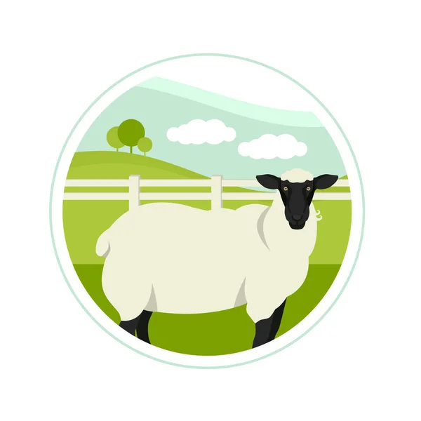 Jordbruk idag Ett får på en grön äng Djur Vektor illustrat — Stock vektor