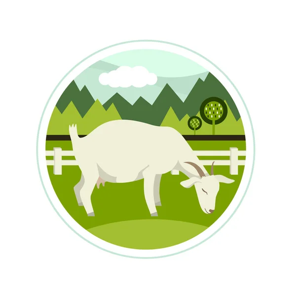 Agricultura hoje Uma cabra branca pastando em um prado verde Vector illu —  Vetores de Stock