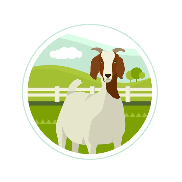 Agricultor hoje Boer cabra em um prado verde Vector ilustração —  Vetores de Stock