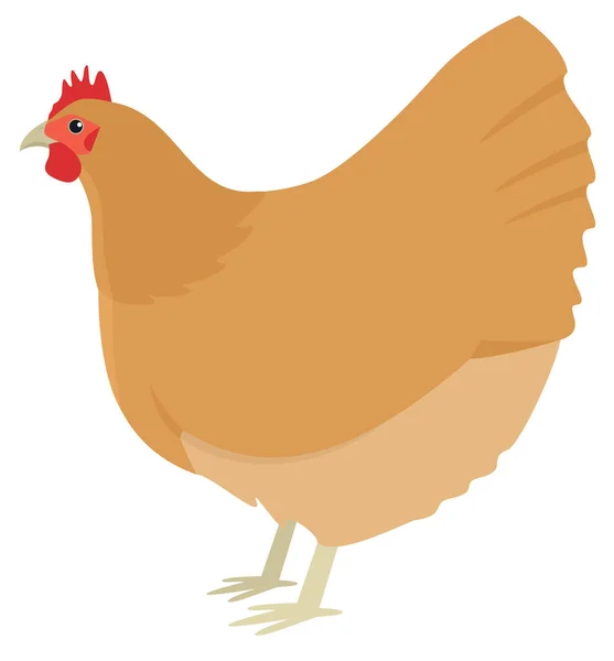 Agricoltura oggi L'illustrazione di Orpington Vector di un pollo bre — Vettoriale Stock