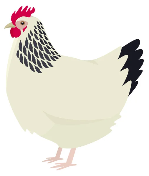 La race de poulet Sussex Illustration vectorielle Objet isolé Org — Image vectorielle